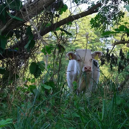 Hofstelle No. 133 شقة