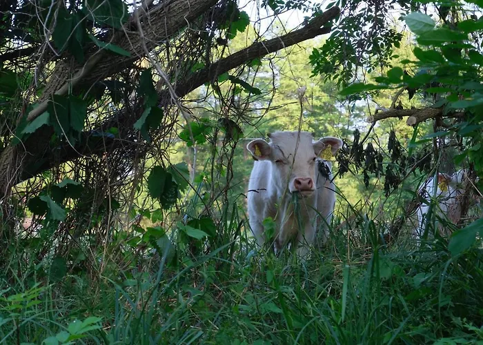 Hofstelle No. 133 شقة